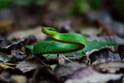 Green Mamba snake on ground in the jungle