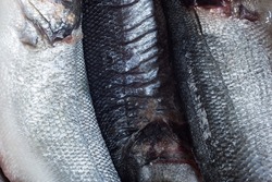 Extreme Close Up of a squama texture of several raw whole European sea bass as a background. Market food and fish.