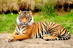 Tiger is one of the most beautiful animals in the world
