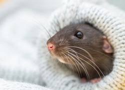 Small black rat in the sleeve of a woolen sweater, a pet peeking out of the sleeve, portrait of a rodent.
