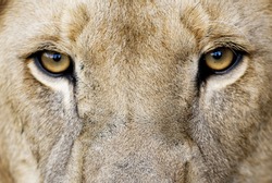 Male Lion Eyes / Closeup of Male Lion Eyes