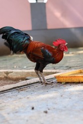 a beuatiful rooster is drinking water in the yard