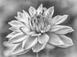 Side detail of a Dahlia Flower with a  soft romantic bokeh background. Flower not fully open. In artful Black and White