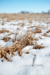 Yellow grass under snow in winter in a field, february