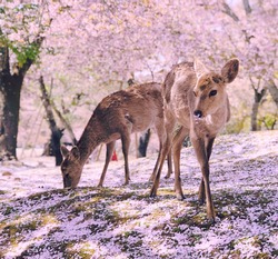 Nara's Deer in Ethereal Pink Cherry Blossom Scene, Japan