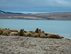 Walrus colony lying on the shore. Arctic landscape against blurred background. Nordaustlandet, Svalbard, Norway