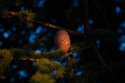 Cedrus atlantica, the Atlas cedar pine tree in Hungary
