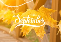 Golden autumn maple leaves. Great season texture with fall mood. Nature autumn  background with hand lettering Hello September.