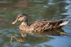 beautiful mallard duck in the water