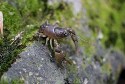 Crayfish crawdad