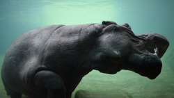 Hippopotamus underwater at a local zoo