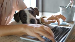 Female Hands Working On Laptop With Cute Dog