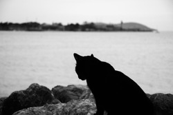 Cat sitting alone by coast. Black and white stray cat. Tabby cat in İstanbul, Turkey.