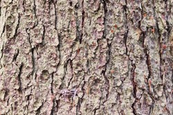 Old rough bark of a greenish pine tree 