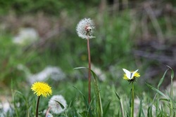 Dandelions with butterfly on it