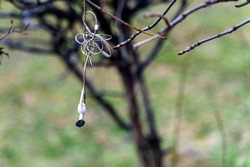 Broken wired headphones hang on a tree branch.