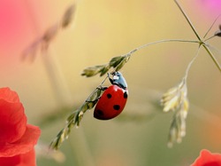 ladybug resting on the grass surrounded by colorful flowers