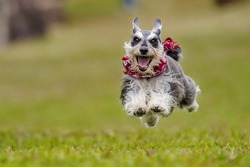 A dog of breed Miniature Schnauzer runs.