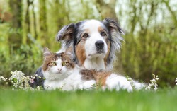 Two friends: Australian Shepherd and cat.