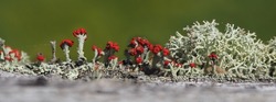 Group of lichens, with Cladonia cristigera (British soldiers) with red apothecia, and branching Cladonia rangifera (deer lichen), side view, natural context