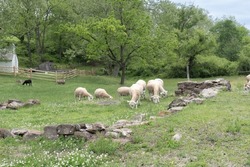 Flock of Merino sheep at Hopewell Furnace National Historic Site. The Merino breed is the royalty of wool sheep. no wool can be spun as fine and light. One black sheep in a flock of white sheep. 