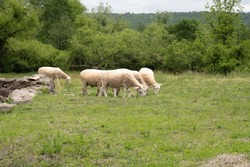 Flock of Merino sheep at Hopewell Furnace National Historic Site. The Merino breed is the royalty of wool sheep. no wool can be spun as fine and light. One grazing ram in a flock of white sheep. 