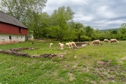 Flock of Merino sheep at Hopewell Furnace National Historic Site. The Merino breed is the royalty of wool sheep. no wool can be spun as fine and light. Red two story barn, one black sheep. 