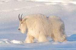 A white, hairy mountain goat seen in northern Canada. Side profile of beautiful goats with snowy background, snow white landscape. Horns and beard. 