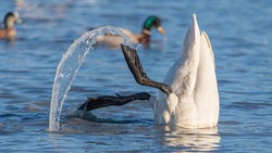 Arctic tundra or trumpeter swan with butt up in air flapping with great detail on the water being splashed around by huge black webbed feet. Wild birds in natural environment climate. 