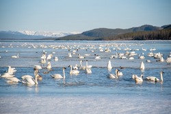 Hundreds of wild tundra, trumpeter swans and wild birds seen during their migration in April, spring time with blue sky stunning background and boreal forest background. 