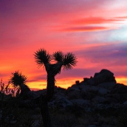 Sunset in Joshua Tree National Park, California. 