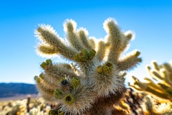 Cholla cactus seen in Joshua Tree National Park with bright blue sky background. 