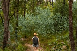 Woman hiking through the Australian bush at Crows Nest National Park, Queensland. 