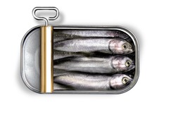 Can sardine fish diet seafood sea oil canned metal 