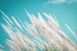 abstract softness white Feather Grass with retro sky blue background and space 