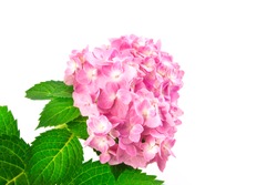 the sweet pink  hydrangea flowers on a white background