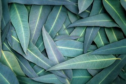 Nature Eucalyptus leaves  background