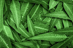 Nature green Eucalyptus leaves with raindrop  background