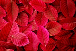  Fresh tropical red  leaves background