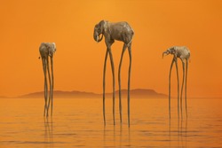 Surreal scene with three African elephants with enormous long legs walking in the calm sea against mysterious island on horizon lit by soft sunset orange light. Nature beauty concept