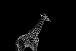 Giraffe (Giraffa) isolated on black background. Beautiful animal black and white photography