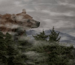 Surreal scene with enormous huge brown bear (Ursus arctos) walking among the hills covered with coniferous forest in misty fog. Beauty of nature concept