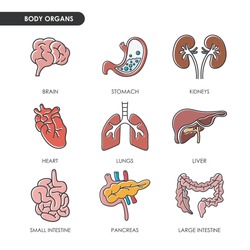 Human Heart & Lungs, Circa 1911 - Free Stock Photo by Nicolas Raymond ...