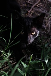High quality image of a black cat