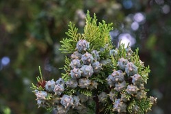 Platycladus orientalis Oriental arbor-vitae coniferous tree with inmmature seed cones and evergreen foliage