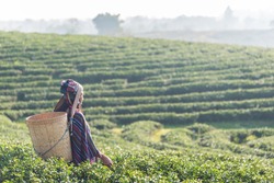 Asian woman working and picking tea leaf in farm tea plantation agriculture. 