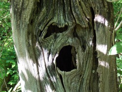 face and eye in the trees