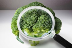 HACCP (Hazard Analyses and Critical Control Points) - Food Safety and Quality Control in food industry - concept with cabbages broccolo seen through a magnifying glass.