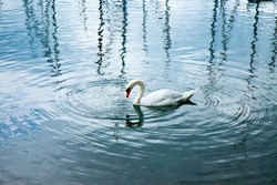 Elegant white swan in a calm lake with waves in concentric circles.