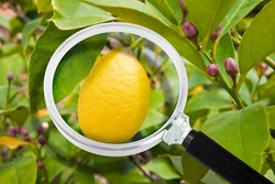 HACCP (Hazard Analysis and Critical Control Points) - Food Safety and Quality Control in food industry - concept with lemon fruit seen through a magnifying glass